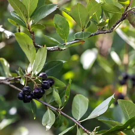 Nyaraló Jb386-fjerritslev-lyngbjergvej-25 *